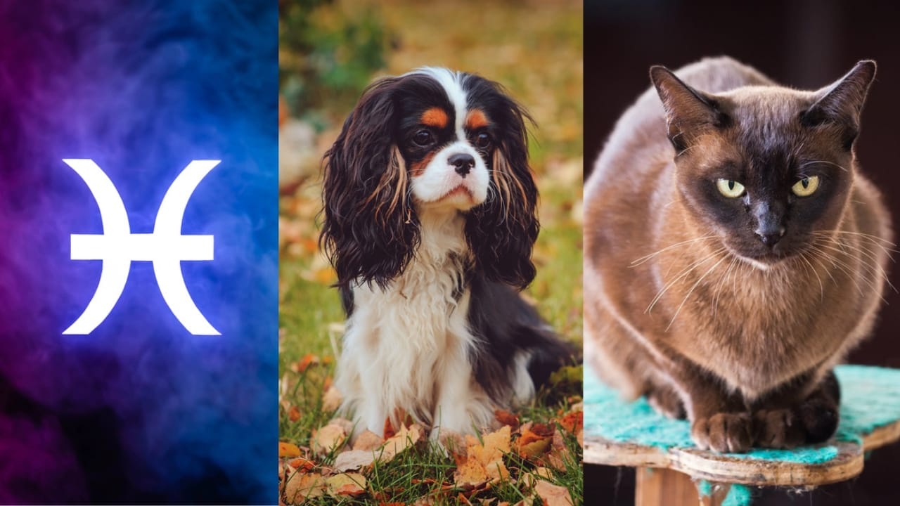 The Best Pets for Each Zodiac Sign: Your Perfect Companion 13 The Best Pets for Each Zodiac Sign: Your Perfect Companion - Pisces symbol dp322899474 Cavalier King Charles Spaniel dp122491150 Burmese Cat dp185490096