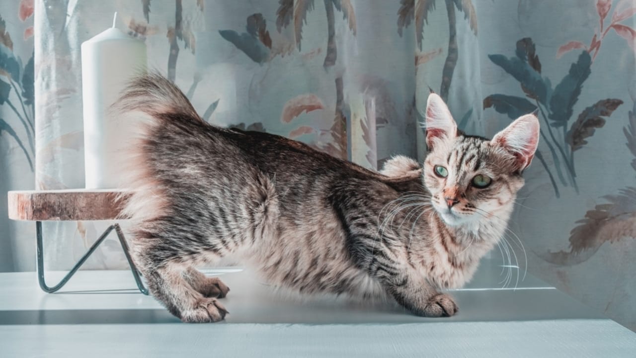 11 Adorable Cat Breeds with Bobbed & Stubby Tails 5 11 Adorable Cat Breeds with Bobbed & Stubby Tails -