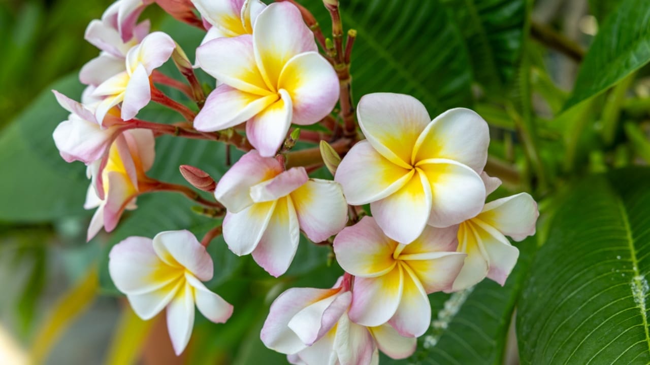 17 Plants That Add Beauty & Amazing Scents to Your Yard 6 17 Plants That Add Beauty & Amazing Scents to Your Yard - Plumeria Flowers dp688388926