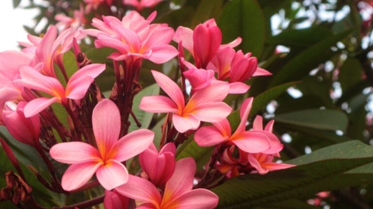 Plumeria Plant Perfection: How to Grow & Care for the Elegant Frangipani Tree 10 Plumeria Plant Perfection: How to Grow & Care for the Elegant Frangipani Tree - Plumeria ss2510101451