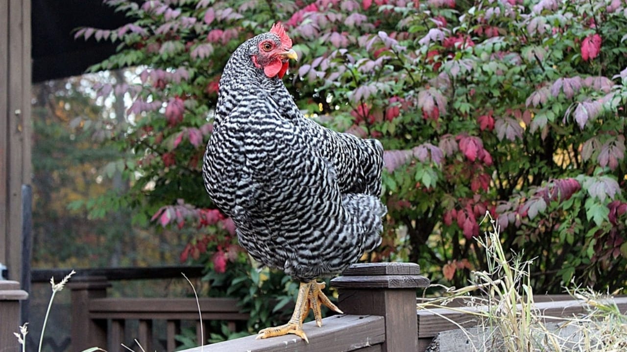15 Beginner-Friendly Chicken Breeds That Will Keep Your Egg Basket Full 4 15 Beginner-Friendly Chicken Breeds That Will Keep Your Egg Basket Full - Plymouth Barred Rock ss743185786