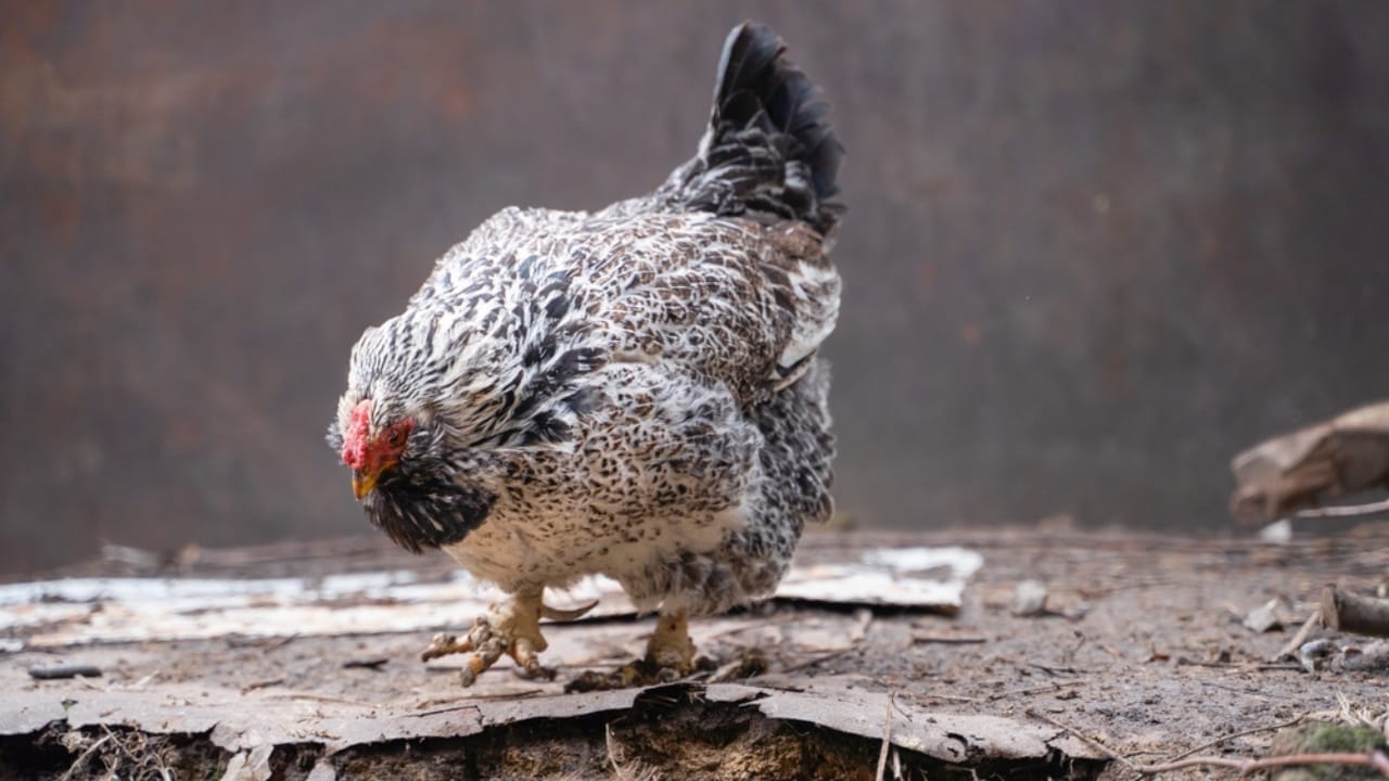 10 Fluffy Chicken Breeds So Cute, You’ll Want to Start a Coop Today 7 10 Fluffy Chicken Breeds So Cute, You’ll Want to Start a Coop Today - Pockmarked faverolle chicken ss2161889525