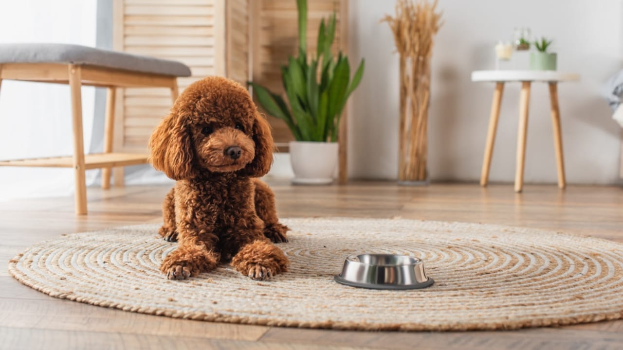 13 Reasons Why a Poodle Might Not Be the Right Dog for You 10 13 Reasons Why a Poodle Might Not Be the Right Dog for You - Poodle dp541346598