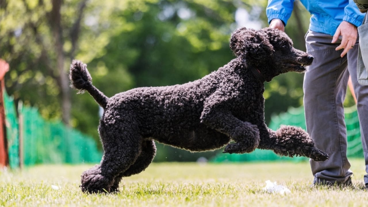 How Long Should You Walk Your Dog? Here’s the Answer 9 How Long Should You Walk Your Dog? Here’s the Answer - Poodle running ss2501929771