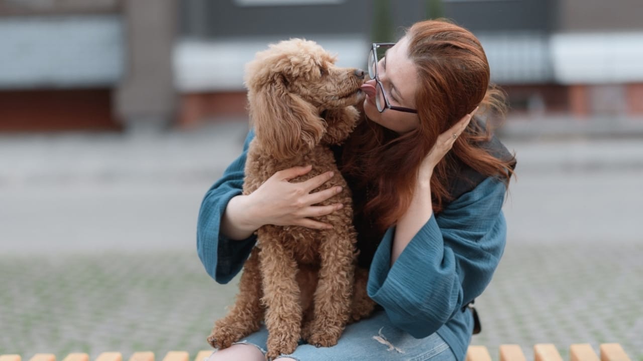 13 Reasons Why a Poodle Might Not Be the Right Dog for You 11 13 Reasons Why a Poodle Might Not Be the Right Dog for You - Poodle with woman owner ss2474185157