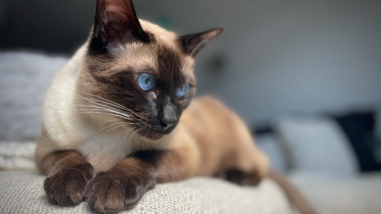 Meet the Balinese Cat: Graceful, Playful & Part of the Siamese Line 4 Meet the Balinese Cat: Graceful, Playful & Part of the Siamese Line - Portrait of a Balinese cat ss1972594403