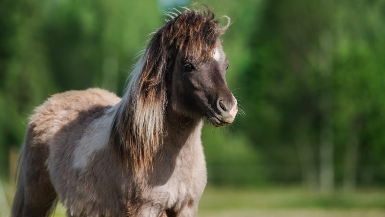 A Closer Look at Horse Colors: From Uncommon Shades to Everyday Favorites - Portrait of young Shetland pony ss2134076483