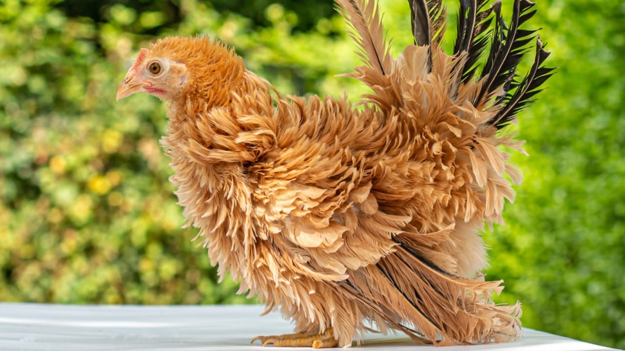 10 Fluffy Chicken Breeds So Cute, You’ll Want to Start a Coop Today 5 10 Fluffy Chicken Breeds So Cute, You’ll Want to Start a Coop Today - Pretty young Frizzle Japanese Bantam chicken ss1910949325