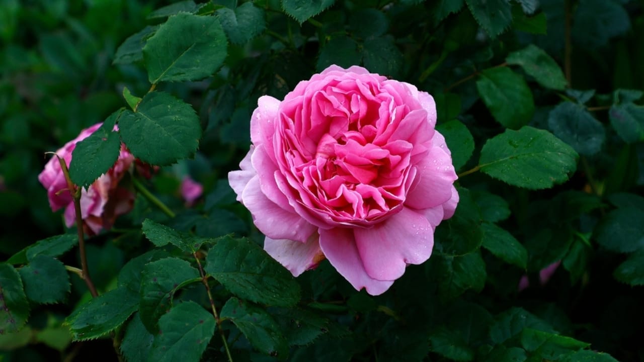 15 Enchanting Pink Rose Varieties to Elevate Your Garden 3 15 Enchanting Pink Rose Varieties to Elevate Your Garden -