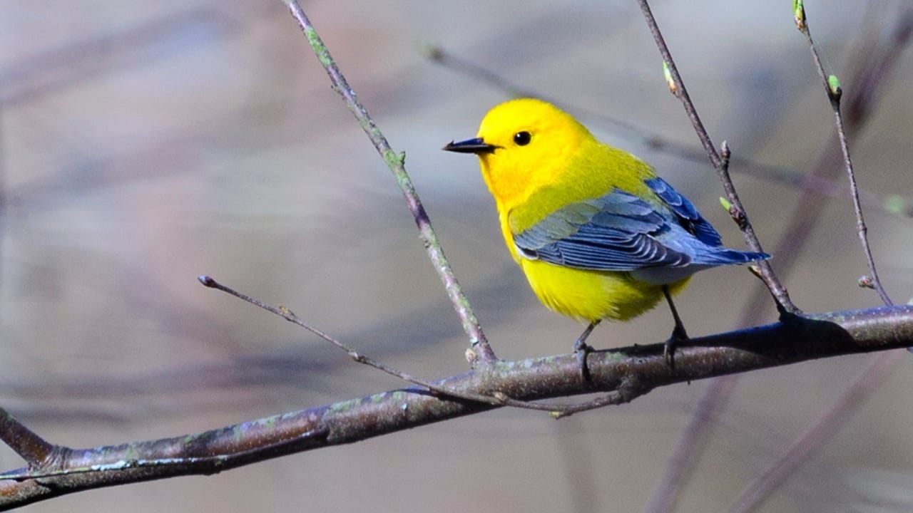 15 Yellow Birds That Add a Touch of Sunshine to Every Forest, Garden & Backyard 14 15 Yellow Birds That Add a Touch of Sunshine to Every Forest, Garden & Backyard - Prothonotary Warbler dp482093014