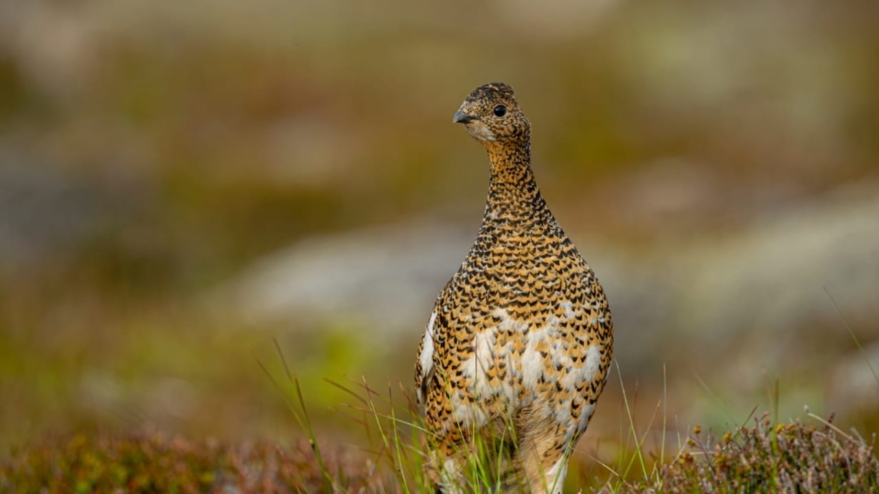 15 Native American Dishes You've Probably Never Tried 7 15 Native American Dishes You've Probably Never Tried - Ptarmigan ss2448848963