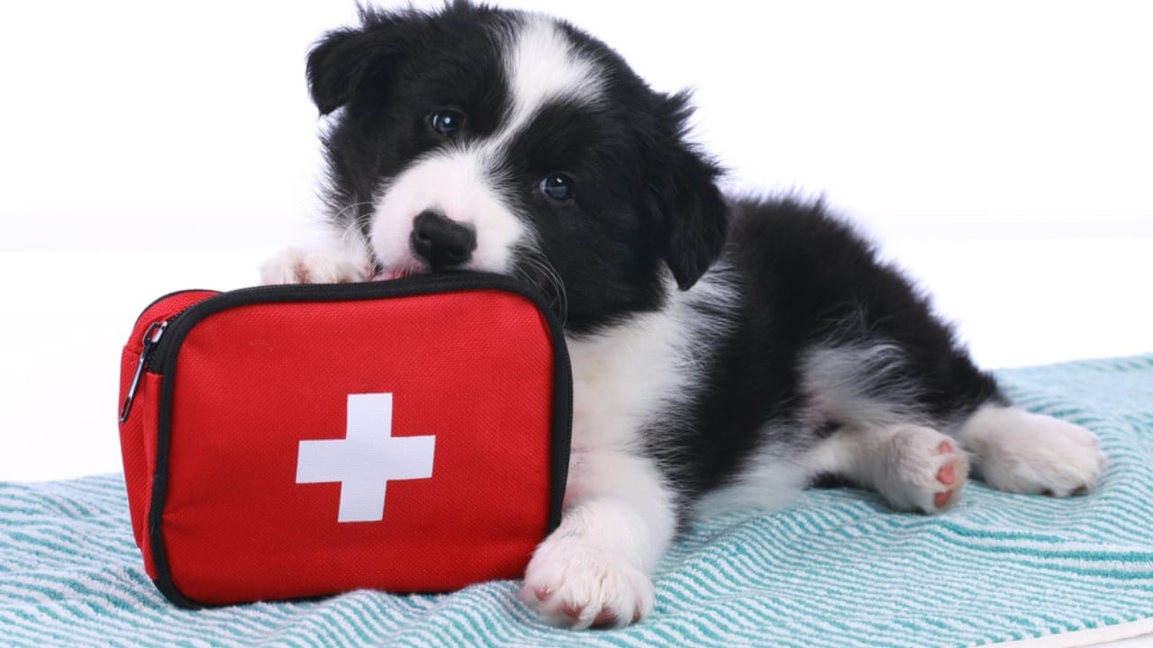 New Puppy Starter Kit: 15 Items to Make Their First Year Easy 11 New Puppy Starter Kit: 15 Items to Make Their First Year Easy - Puppy First Aid Kit ss370048283