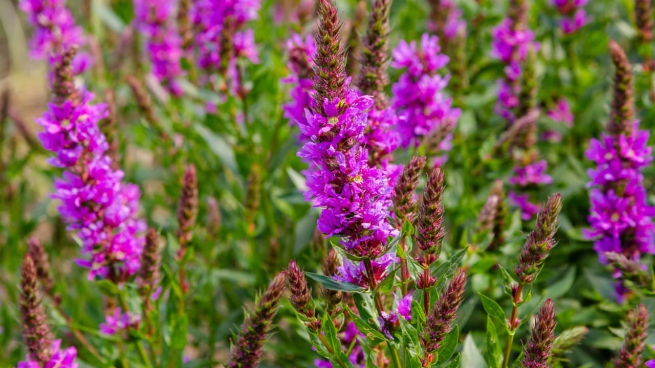 15 Innocent-Looking Flowers That Could Destroy Your Landscape 3 15 Innocent-Looking Flowers That Could Destroy Your Landscape - Purple Loosestrife dp295244302