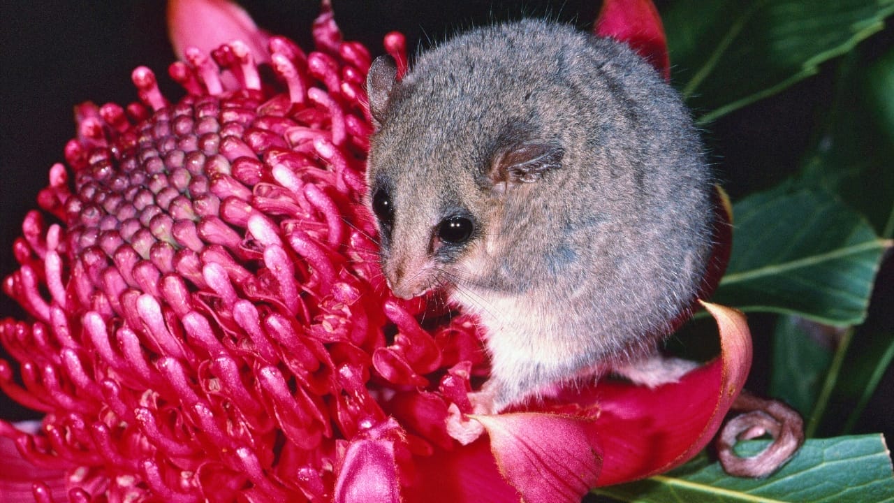 15 Miniature Animals That Prove Size Doesn't Matter When It Comes to Cuteness 16 15 Miniature Animals That Prove Size Doesn't Matter When It Comes to Cuteness - Pygmy Possum ss2229857745
