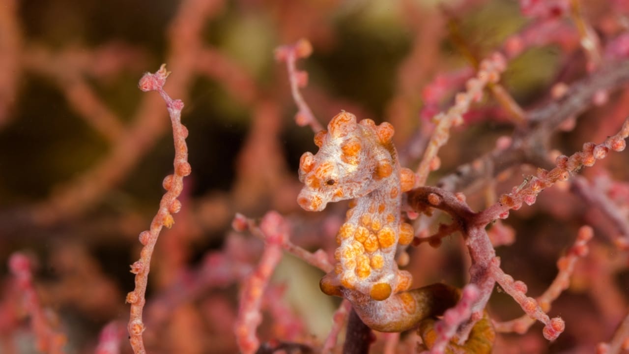 15 Miniature Animals That Prove Size Doesn't Matter When It Comes to Cuteness 10 15 Miniature Animals That Prove Size Doesn't Matter When It Comes to Cuteness - Pygmy Seahorse dp93857418
