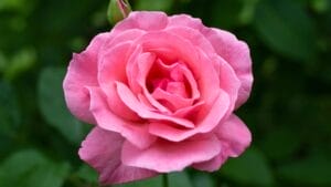 15 Enchanting Pink Rose Varieties to Elevate Your Garden 1 15 Enchanting Pink Rose Varieties to Elevate Your Garden - Queen Elizabeth rose garden ss1990290461