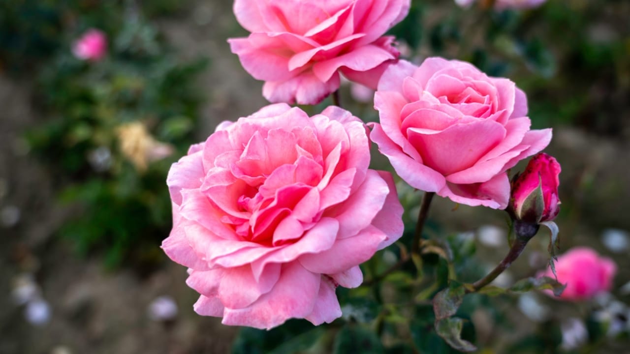 15 Enchanting Pink Rose Varieties to Elevate Your Garden 7 15 Enchanting Pink Rose Varieties to Elevate Your Garden - Queen Elizabeth rose ss1521170108