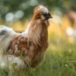 10 Fluffy Chicken Breeds So Cute, You’ll Want to Start a Coop Today 22 10 Fluffy Chicken Breeds So Cute, You’ll Want to Start a Coop Today - Rare breed of fluffy silky chicken ss2421791959