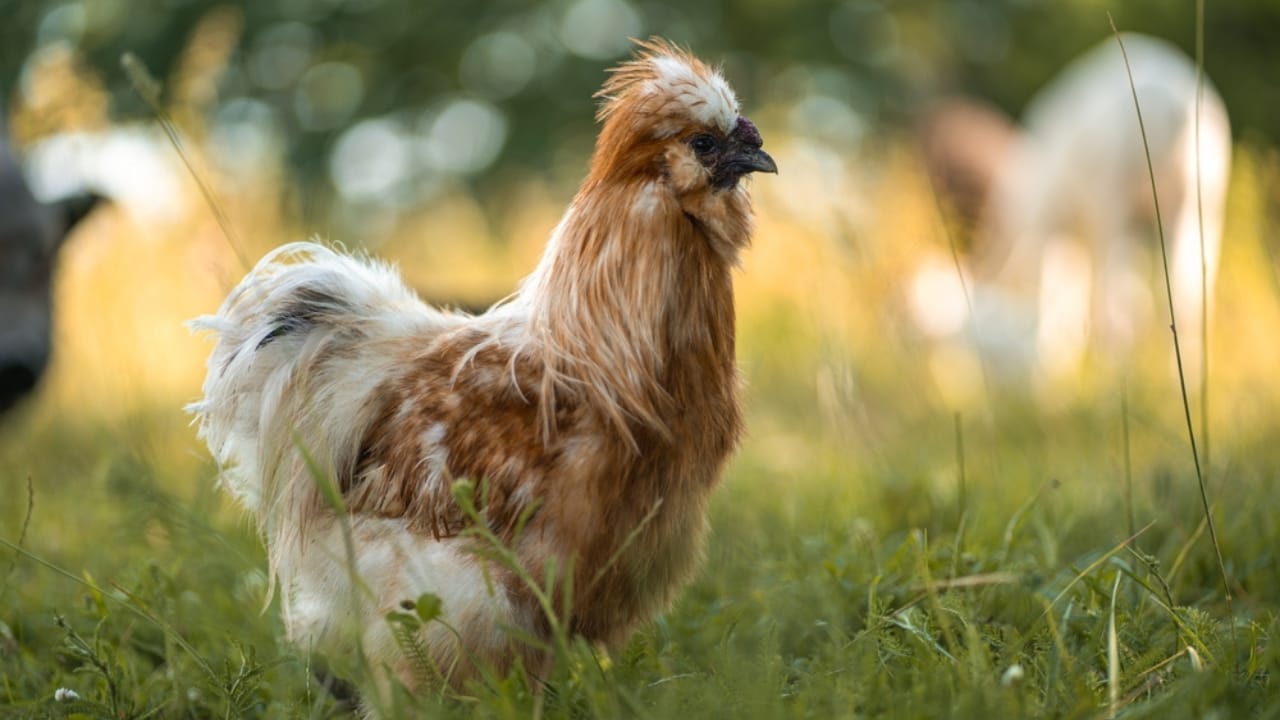 Homemade Chicken Feed 101: Health-Boosting Recipes, Including Our Tried-and-True Favorite - Rare breed of fluffy silky chicken ss2421791959
