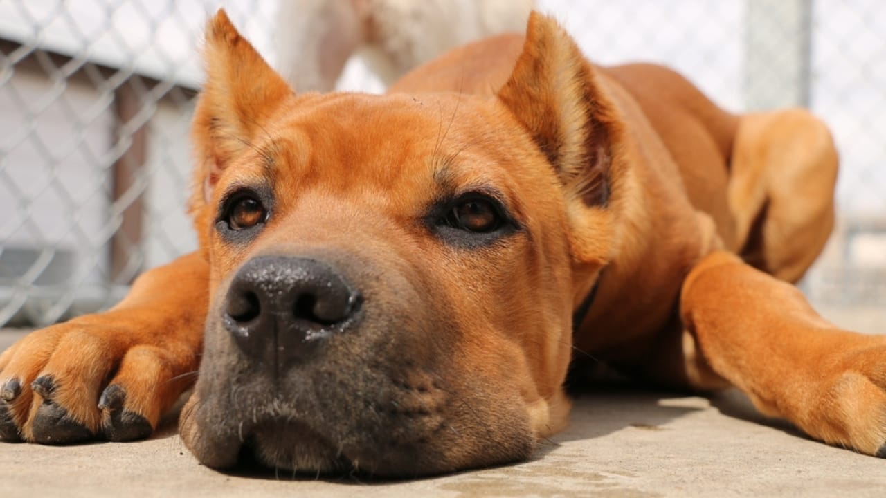 7 Cane Corso Colors That Hold More Meaning Than You Think 5 7 Cane Corso Colors That Hold More Meaning Than You Think - Red Cane Corsos ss2202431137