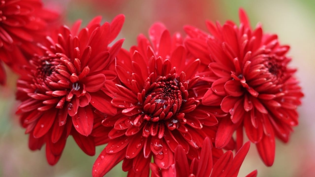 Mum's the Word: Expert Tips for Extending Your Chrysanthemum Flower Blooms 10 Mum's the Word: Expert Tips for Extending Your Chrysanthemum Flower Blooms - Red Chrysanthemum flowers ss2418780977