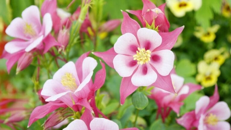 A Graceful Flower That Embodies Love, Courage & The Power of Overcoming Challenges - Red Columbine Flowers ss2179651627