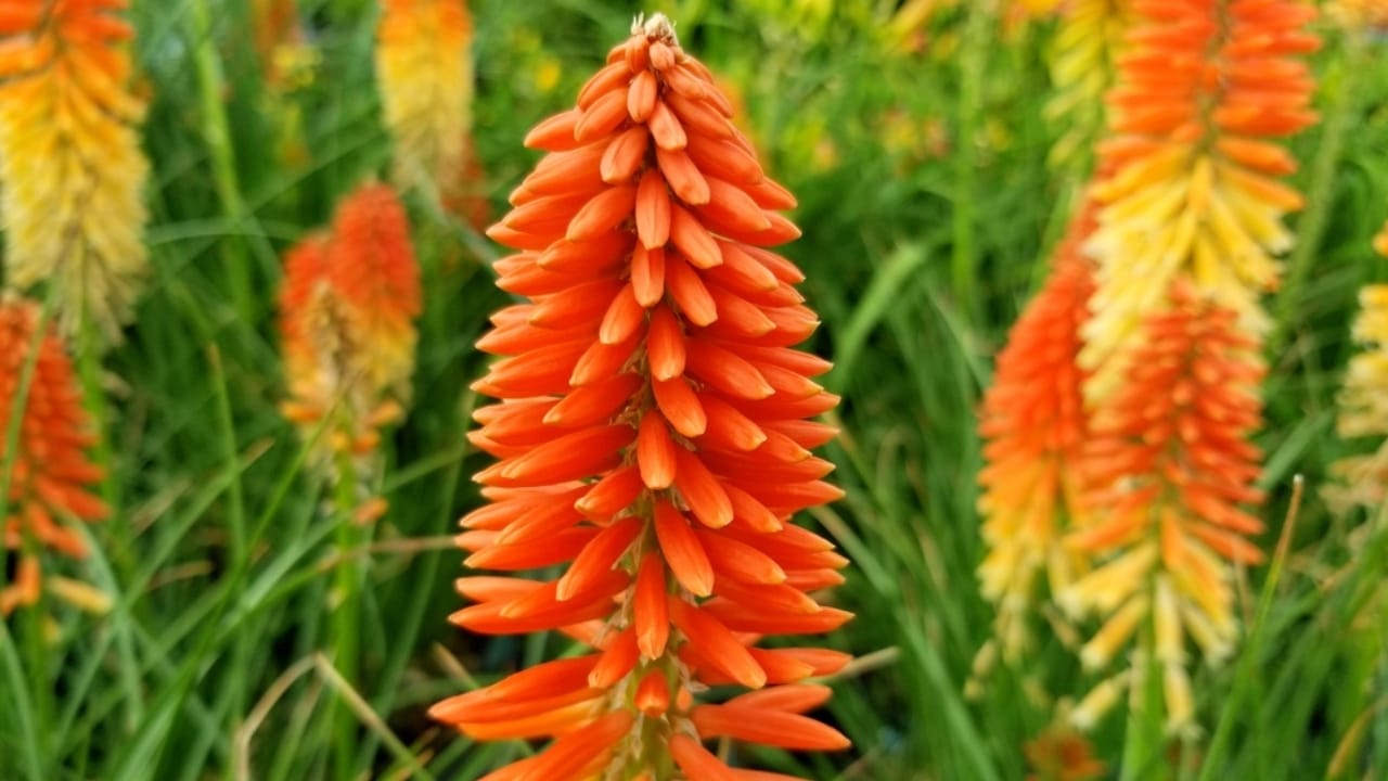 15 Gorgeous Poolside Plants That Repel Wasps and Bees - Red Hot Poker dp371204320