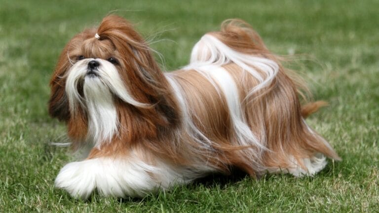 8 Rare Maltese Colors & Patterns You’ve Probably Never Heard Of 1 8 Rare Maltese Colors & Patterns You’ve Probably Never Heard Of - Red and White Shih Tzu Dog ss2061686765