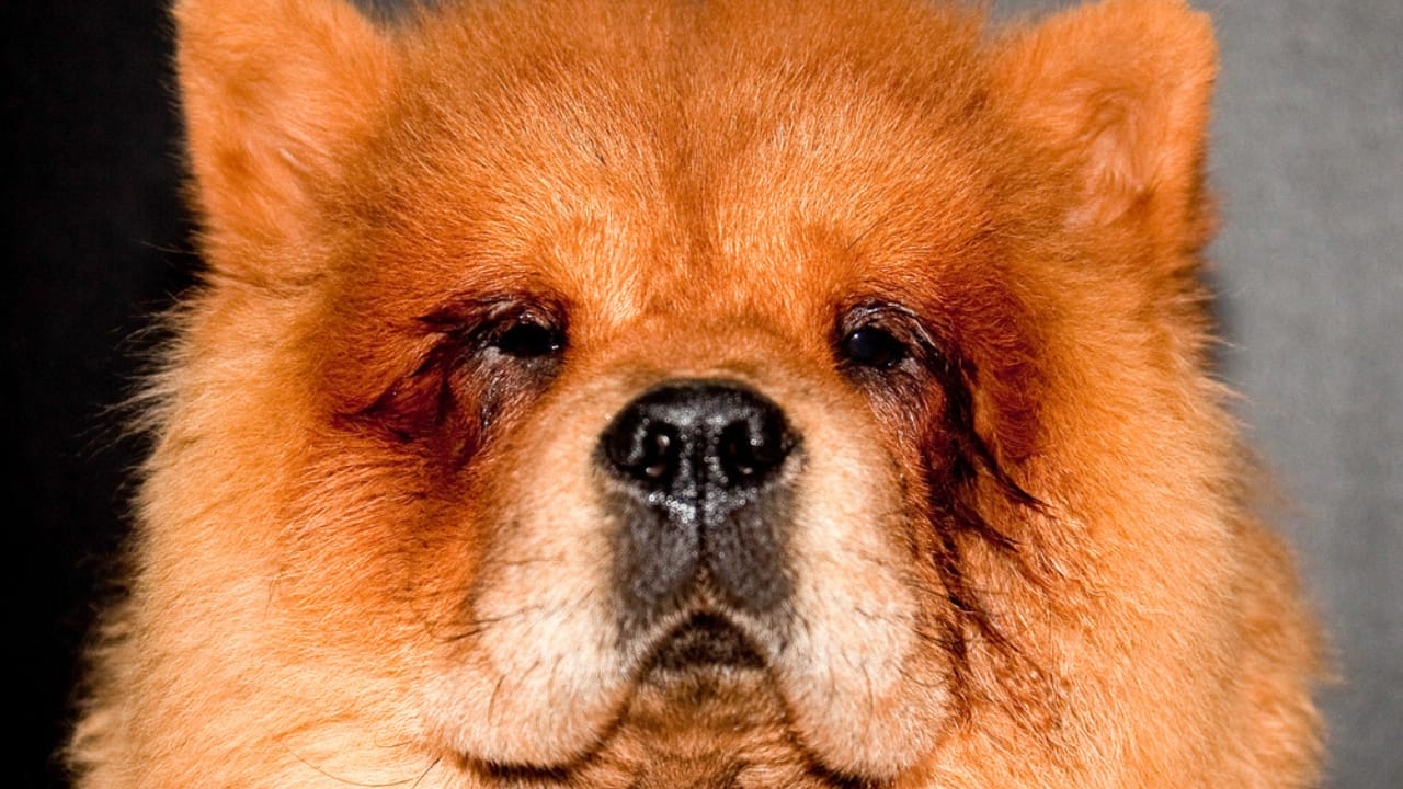Internet's Favorite Fluffy Red Dog Breed Doesn't Actually Exist—Here's Why 5 Internet's Favorite Fluffy Red Dog Breed Doesn't Actually Exist—Here's Why - Red chines chow chow dog ss696790219
