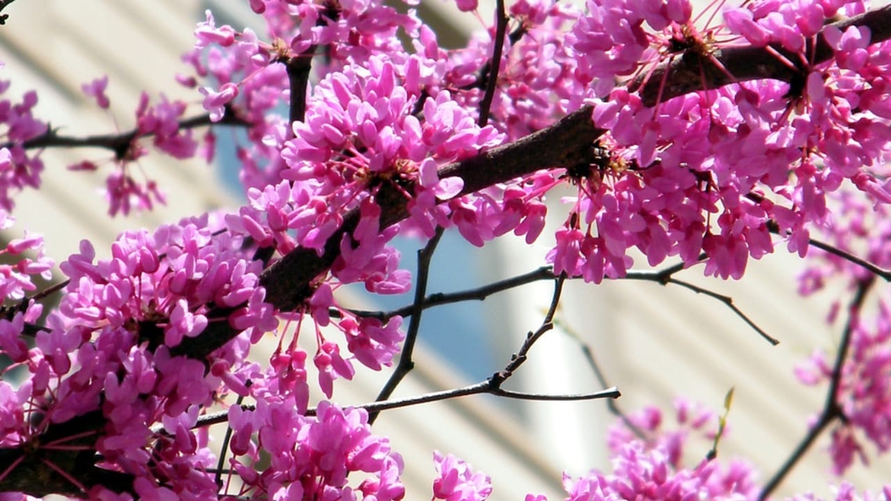 Plant a Redbud Tree to Attract These Birds to Your Backyard 4 Plant a Redbud Tree to Attract These Birds to Your Backyard - Redbud Tree dp4524958