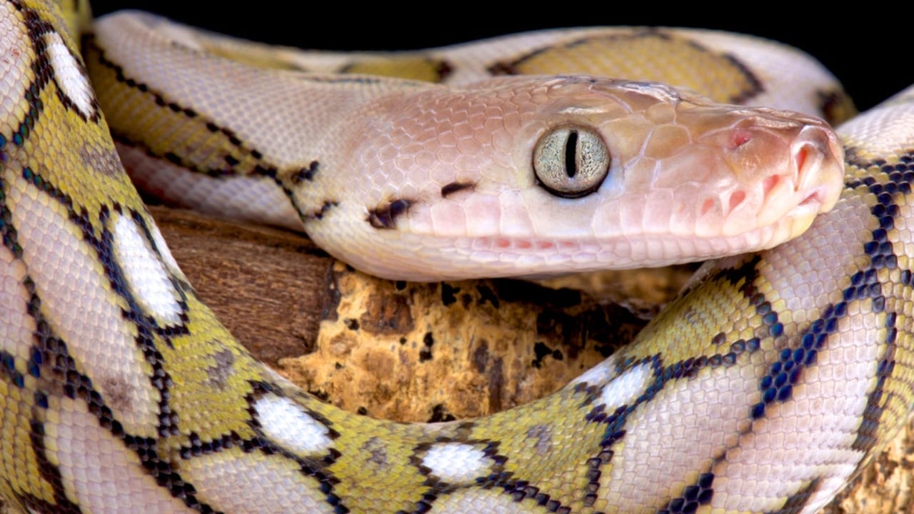 America’s Largest Snakes: 12 Giants of Epic Proportions 3 America’s Largest Snakes: 12 Giants of Epic Proportions - Reticulated Python dp200511414