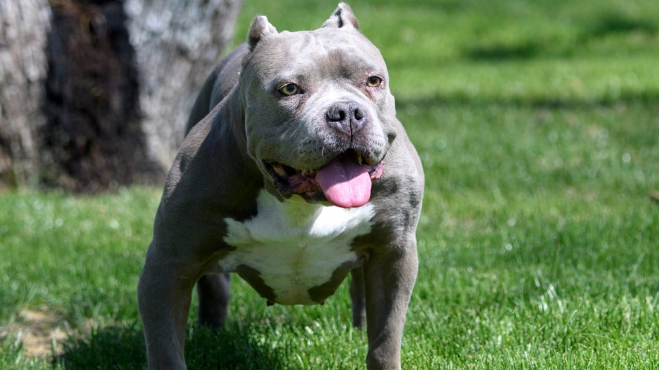 10 Eye-Catching American Bully Colors: From Classic to Rare Hues 9 10 Eye-Catching American Bully Colors: From Classic to Rare Hues - Reverse Blue Tri Color American Bully dp358379668