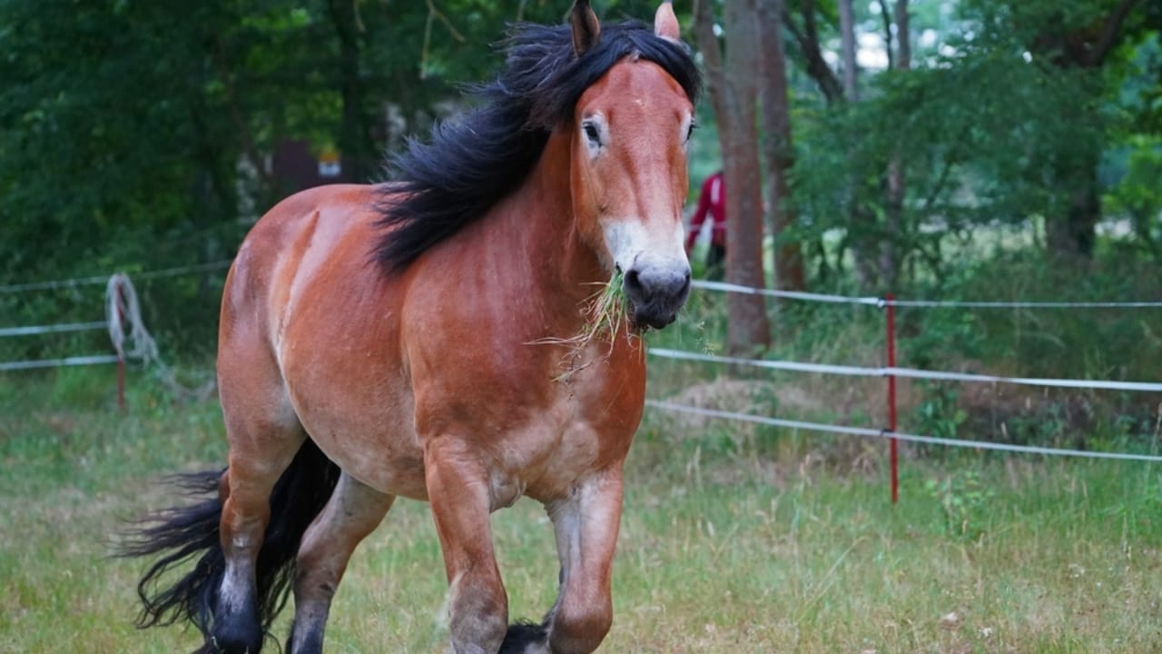 17 Breeds Dominating the Global Equestrian Scene That Makes Germany Proud 10 17 Breeds Dominating the Global Equestrian Scene That Makes Germany Proud - Rhenish German Coldblood ss2167508893