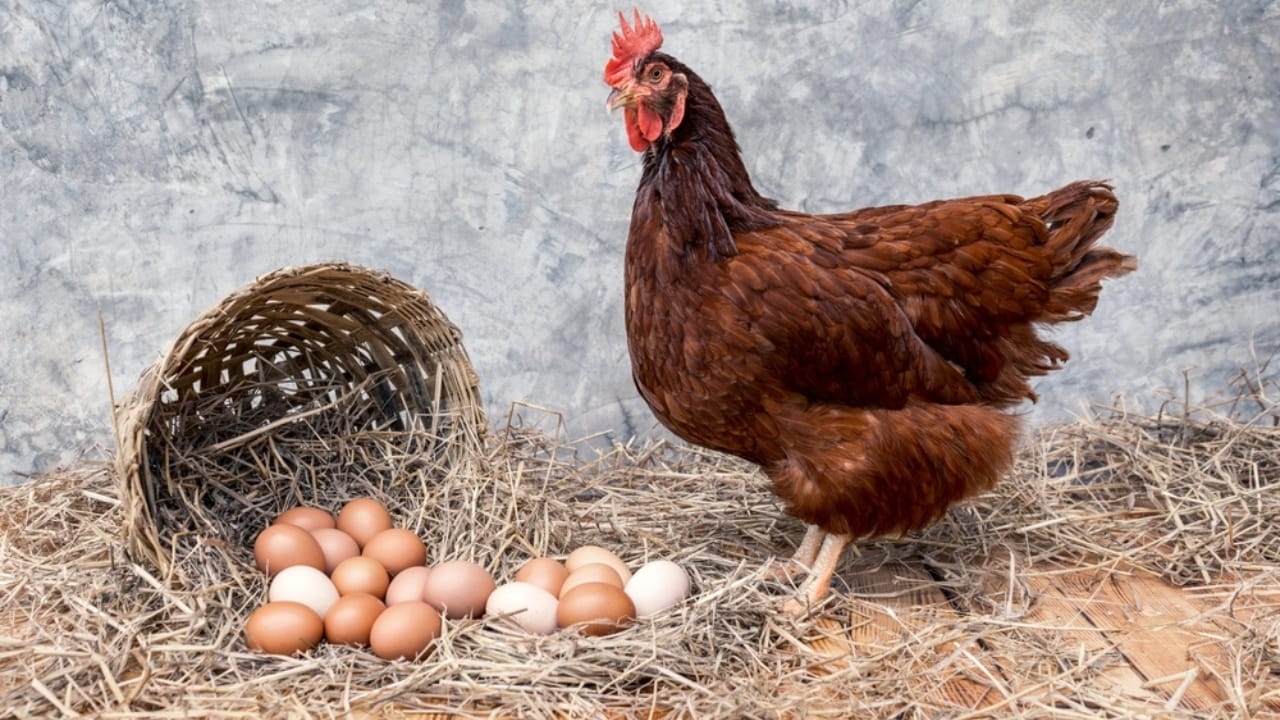 15 Beginner-Friendly Chicken Breeds That Will Keep Your Egg Basket Full 2 15 Beginner-Friendly Chicken Breeds That Will Keep Your Egg Basket Full - Rhode Island Red ss2163908083