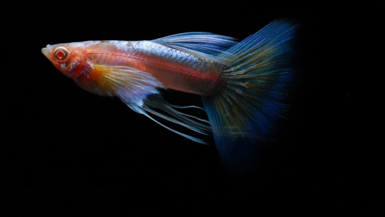 15 Beautiful Guppy Varieties to Brighten Your Aquarium 10 15 Beautiful Guppy Varieties to Brighten Your Aquarium - Ribbon Tail Guppies ss2436898151 1