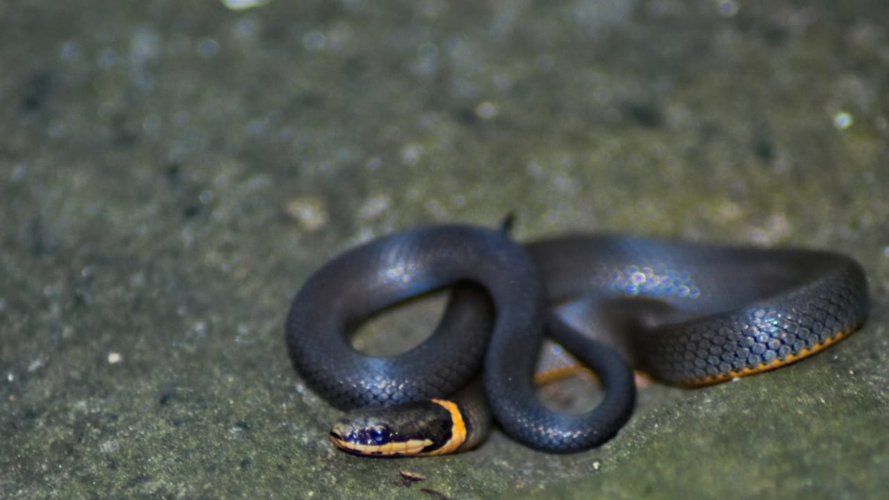 10 Surprisingly Friendly Snakes from Around the World 14 10 Surprisingly Friendly Snakes from Around the World - Ringneck Snake dp424027738