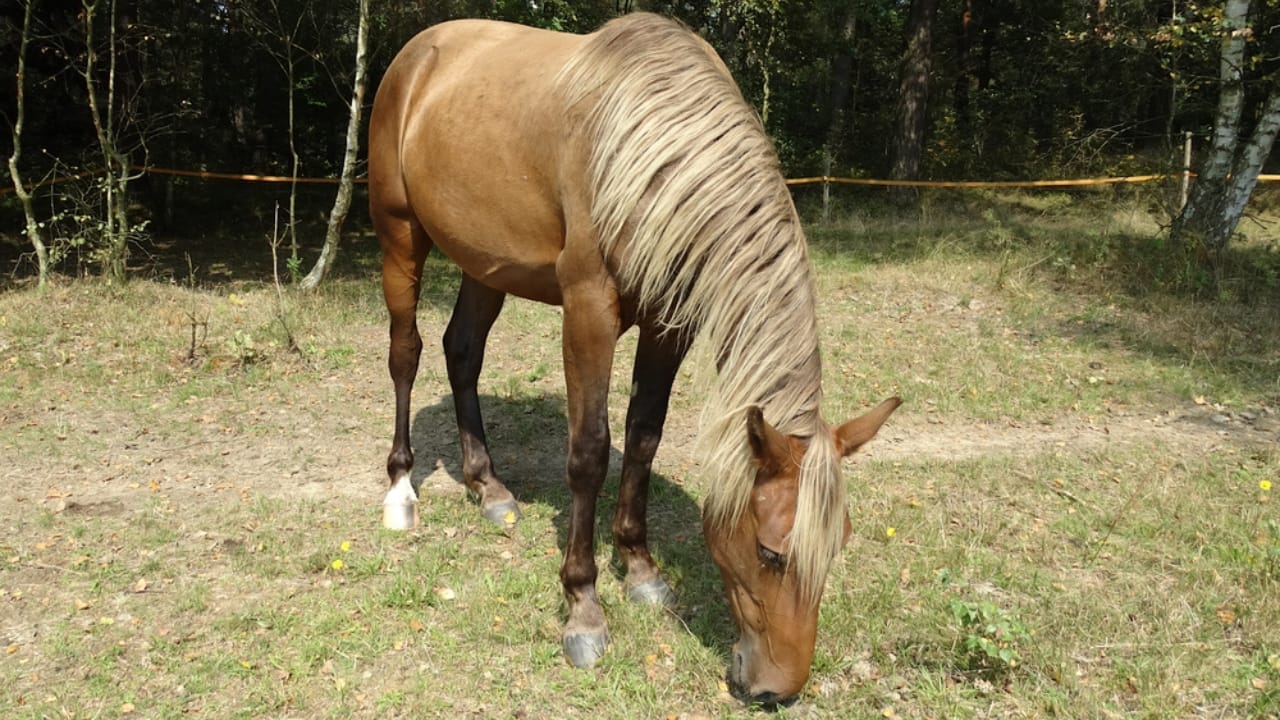 A Closer Look at Horse Colors: From Uncommon Shades to Everyday Favorites - Rocky Mountain Horse silver bay ss1911002923