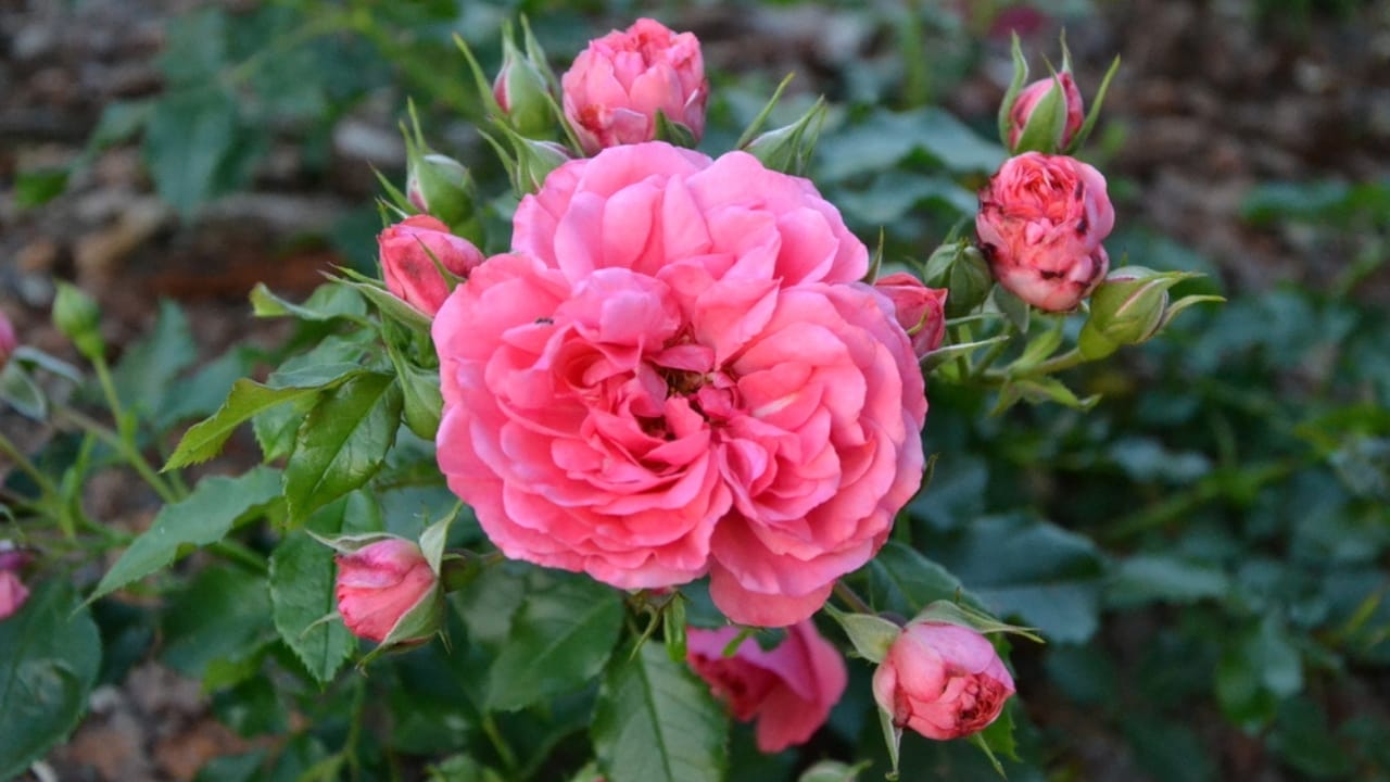 15 Enchanting Pink Rose Varieties to Elevate Your Garden 13 15 Enchanting Pink Rose Varieties to Elevate Your Garden - Rosarium Uetersen rose ss536225884