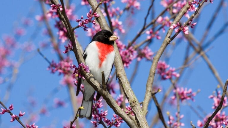Plant a Redbud Tree to Attract These Birds to Your Backyard 4 Plant a Redbud Tree to Attract These Birds to Your Backyard - Rose Breasted Grosbeak on redbud tree dp9239538