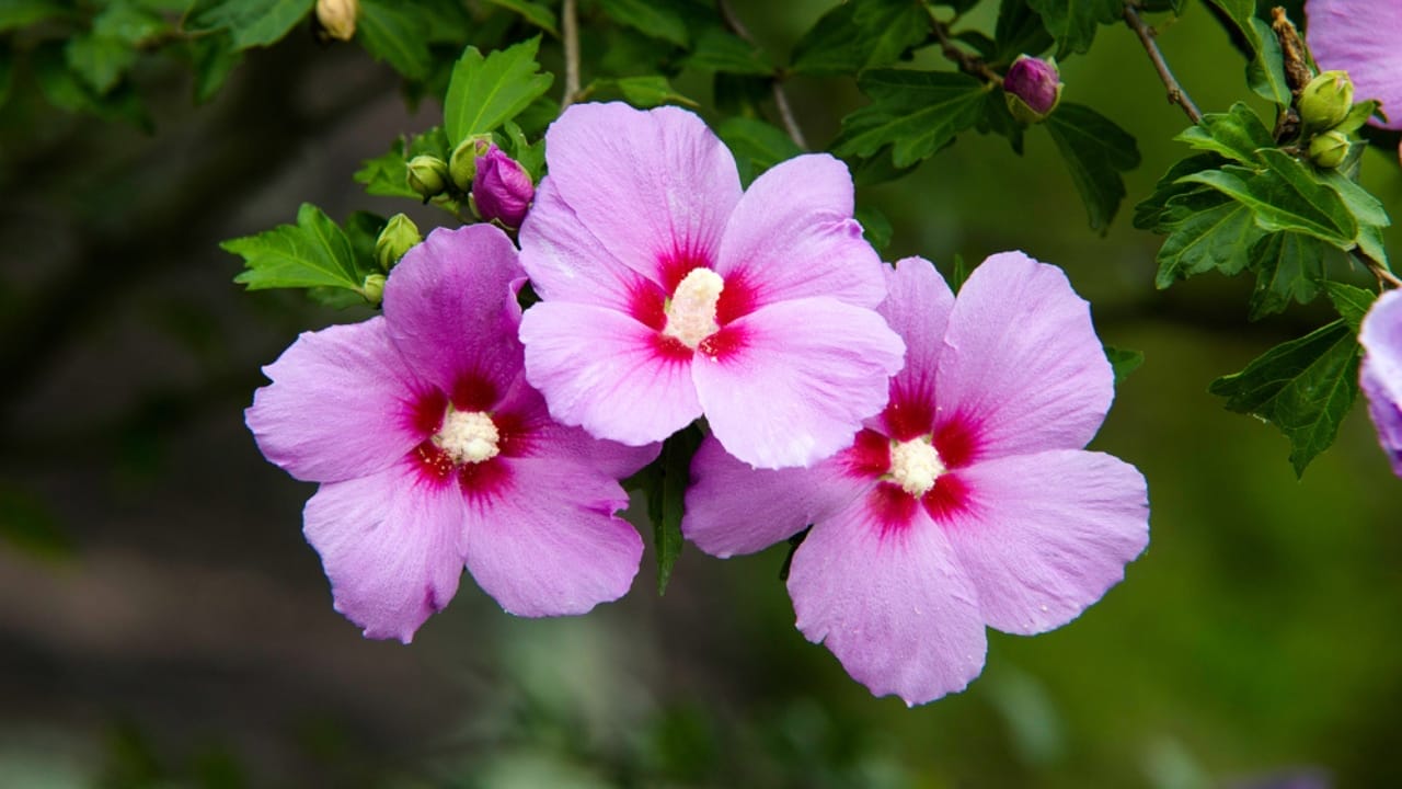 Rose of Sharon Varieties That Draw Hummingbirds & Won’t Take Over Your Garden 6 Rose of Sharon Varieties That Draw Hummingbirds & Won’t Take Over Your Garden - Rose of Sharon ss451089163