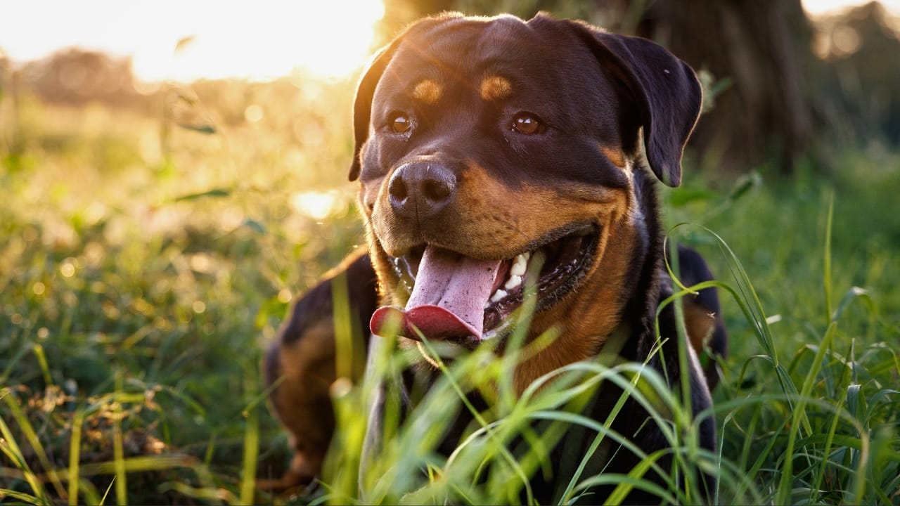 18 Breeds That Love to Take Over Your Bed Every Night - Rottweiler dog ss2394515355