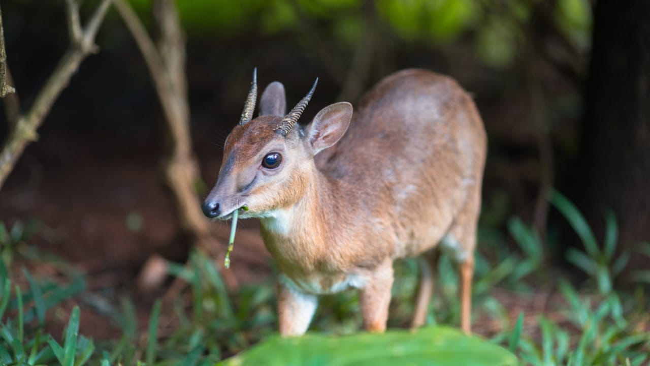 15 Miniature Animals That Prove Size Doesn't Matter When It Comes to Cuteness 11 15 Miniature Animals That Prove Size Doesn't Matter When It Comes to Cuteness - Royal Antelope dp171788116