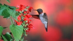 How to Create a Hummingbird Haven with Scarlet Sage 1 How to Create a Hummingbird Haven with Scarlet Sage - Ruby throated Hummingbird on Scarlet Sage ss1283939749