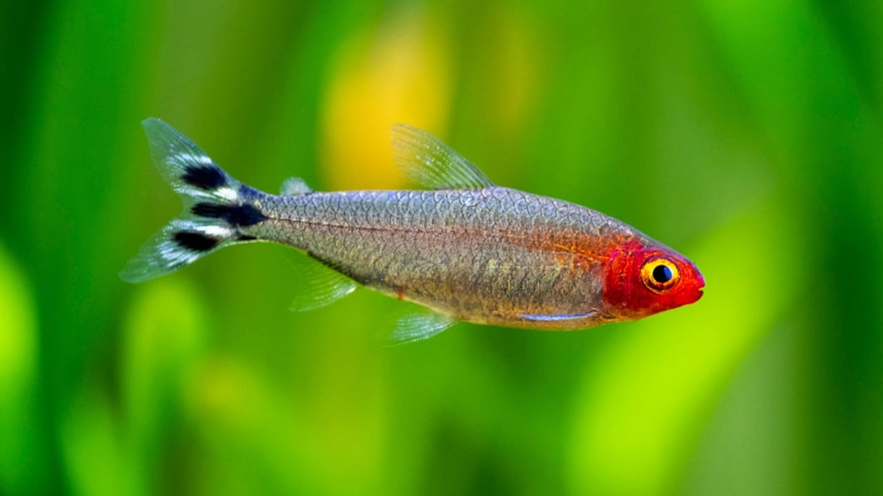 15 Coolest Aquarium Fish to Liven Up Your Tank 14 15 Coolest Aquarium Fish to Liven Up Your Tank - Rummynose Tetra dp642499428