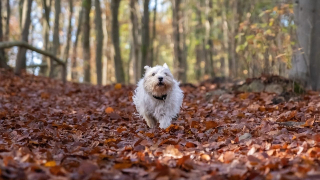 10 Hard Truths Every Potential Westie Owner Needs to Know 11 10 Hard Truths Every Potential Westie Owner Needs to Know - Running West Highland White Terrier ss2152446057