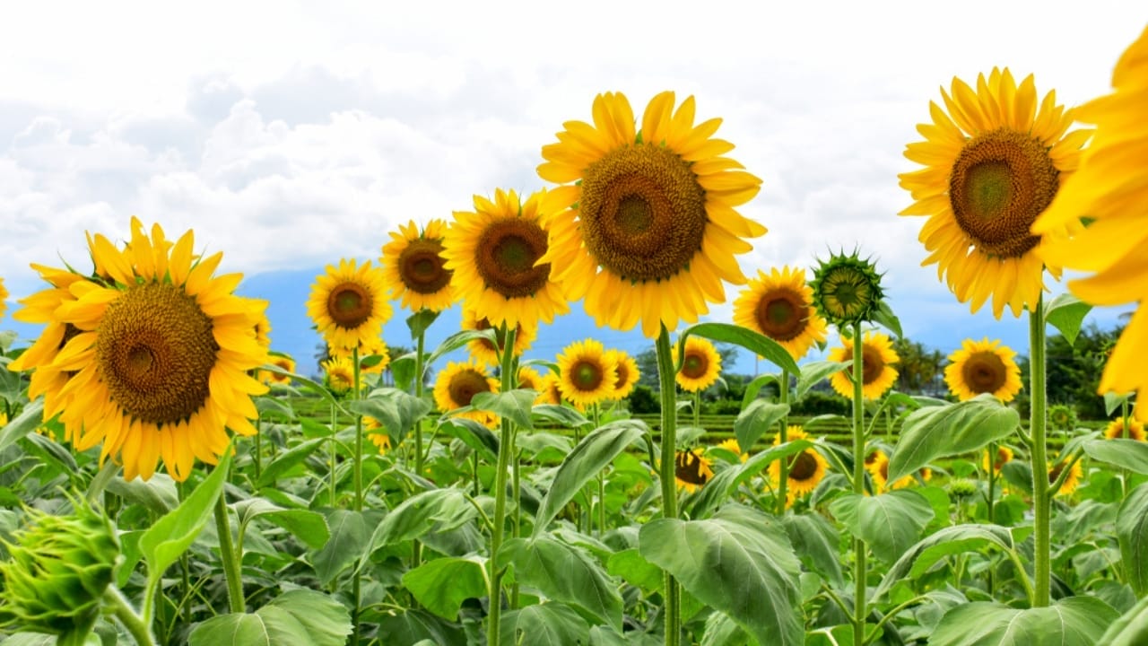 10 Sunflower Varieties Perfect for Attracting Birds to Your Garden 11 10 Sunflower Varieties Perfect for Attracting Birds to Your Garden - Russian Mammoth sunflower ss1215682636