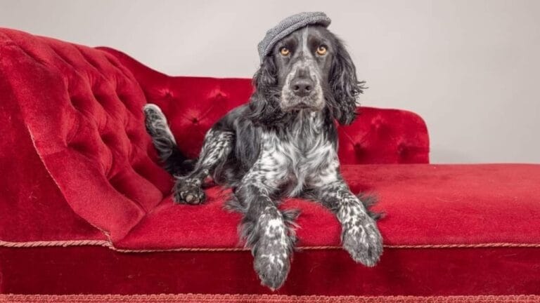 10 Russian Dog Breeds That Stand Out for Their Unique Traits 9 10 Russian Dog Breeds That Stand Out for Their Unique Traits - Russian Spaniel Dog ss2466238617