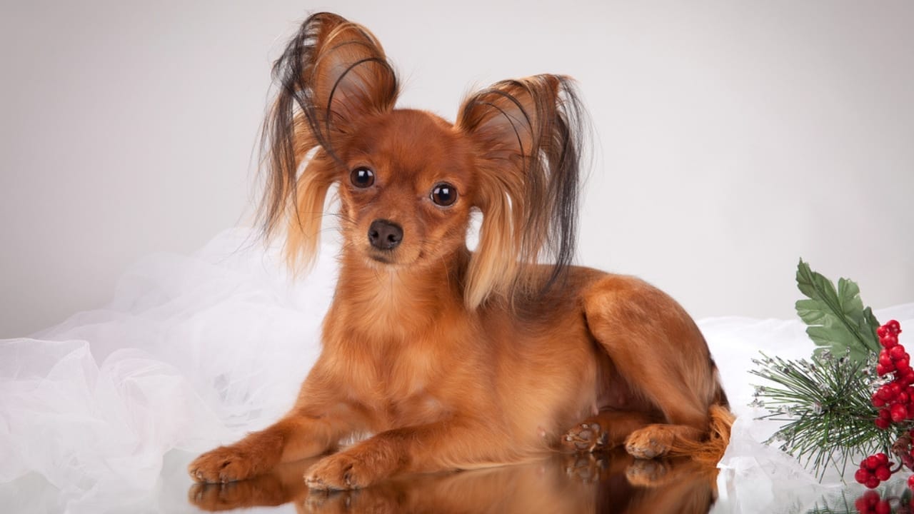 Love Yorkies? Meet 13 Breeds With Similar Charm & Smarts - Russian Toy Terrier dp60951533