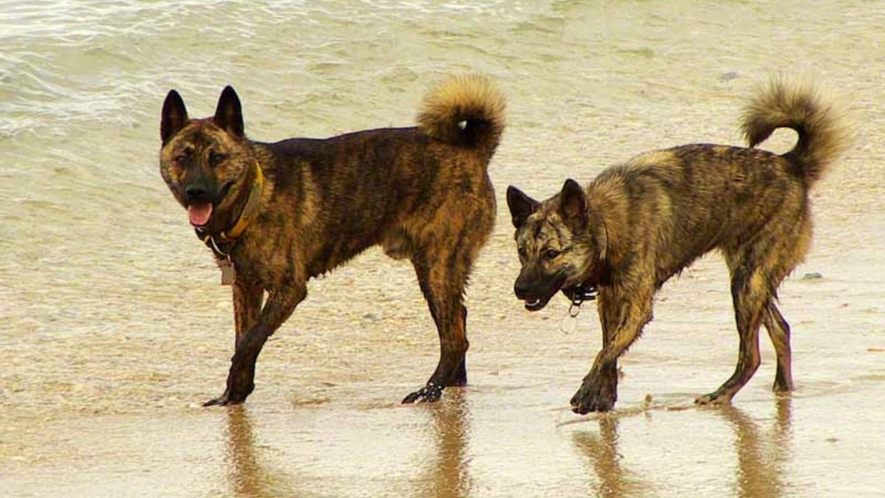 10 Heartwarming Dog Breeds from Japan You Didn’t Know You Needed in Your Life 10 10 Heartwarming Dog Breeds from Japan You Didn’t Know You Needed in Your Life - Ryukyu Inu wc