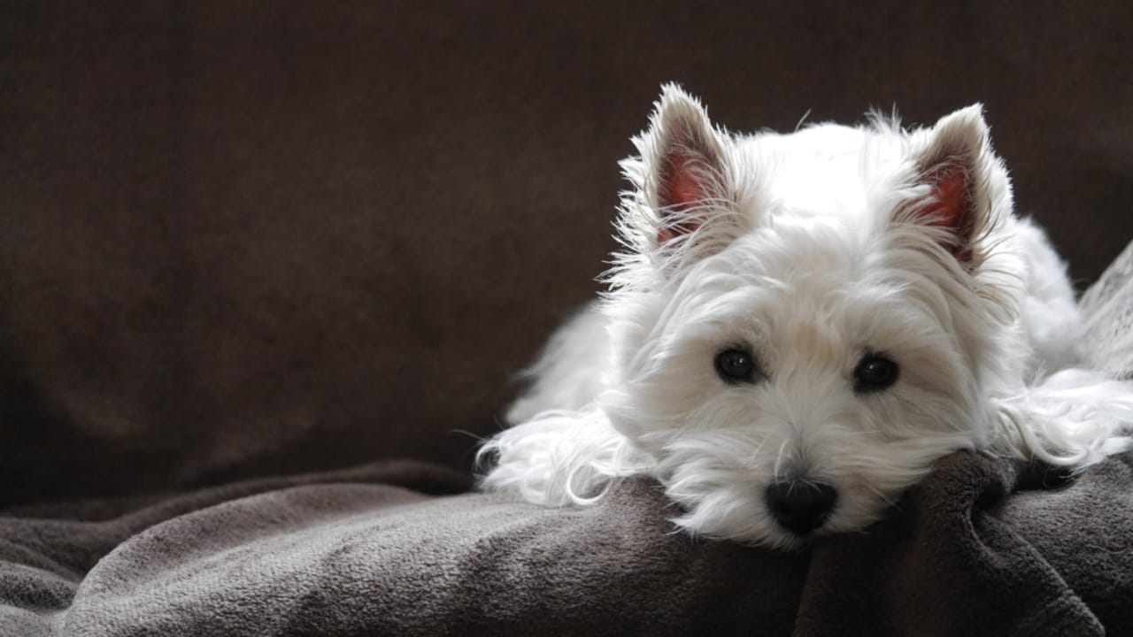 10 Hard Truths Every Potential Westie Owner Needs to Know 10 10 Hard Truths Every Potential Westie Owner Needs to Know - Sad West Highland White Terrier ss679770685